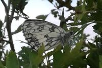 Melanargia galathea