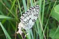 Melanargia galathea