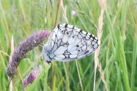 Melanargia galathea
