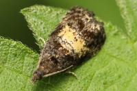 Endothenia nigricostana