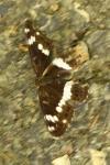 Limenitis camilla