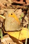 Maniola jurtina