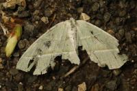Campaea margaritaria