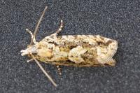Zeiraphera isertana