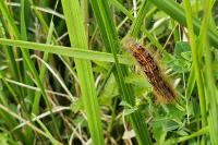 Malacosoma neustria