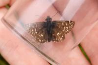 Pyrgus malvae