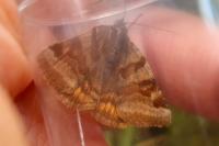 Euclidia glyphica