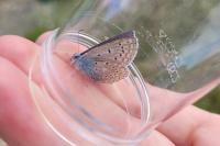 Polyommatus icarus