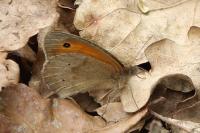 Maniola jurtina