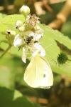 Pieris rapae