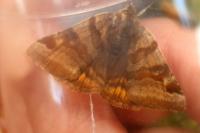Euclidia glyphica