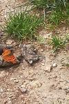 Polygonia c-album
