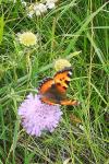 Aglais urticae
