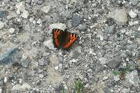 Aglais urticae