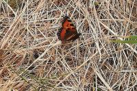 Aglais urticae