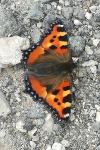 Aglais urticae