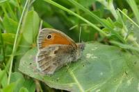 Coenonympha pamphilus