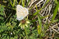 Lysandra bellargus