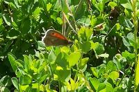 Coenonympha pamphilus