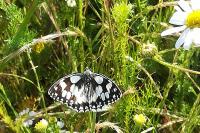 Melanargia galathea