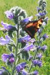 Aglais urticae
