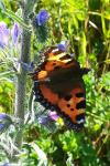 Aglais urticae