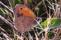 Maniola jurtina