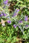 Macroglossum stellatarum