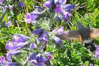 Macroglossum stellatarum