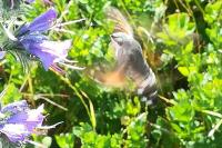 Macroglossum stellatarum