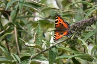 Aglais urticae