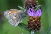 Coenonympha pamphilus