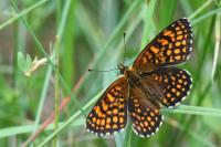 Melitaea athalia