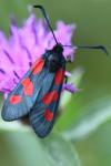 Zygaena trifolii