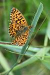Boloria dia