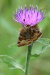 Euclidia glyphica