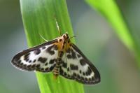 Anania hortulata