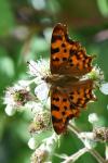 Polygonia c-album