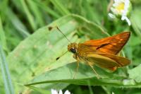 Ochlodes sylvanus