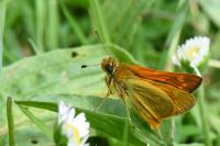 Ochlodes sylvanus