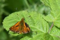 Ochlodes sylvanus