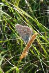 Lysandra bellargus