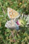 Lysandra bellargus