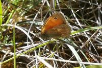 Coenonympha pamphilus