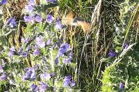 Macroglossum stellatarum
