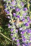 Macroglossum stellatarum