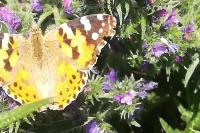 Vanessa cardui
