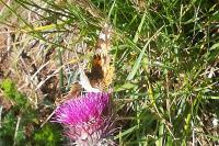 Vanessa cardui