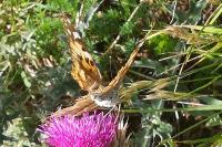 Vanessa cardui