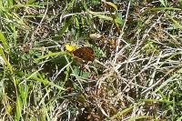 Boloria dia